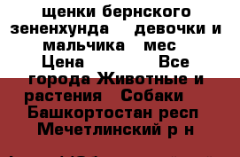 щенки бернского зененхунда. 2 девочки и 2 мальчика(2 мес.) › Цена ­ 22 000 - Все города Животные и растения » Собаки   . Башкортостан респ.,Мечетлинский р-н